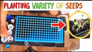 PLANTING VARIETY OF SEEDS  Part 1  (Timelapse)