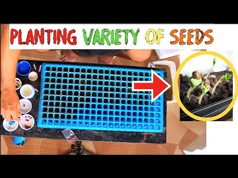 PLANTING VARIETY OF SEEDS  Part 1  (Timelapse)