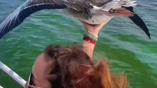 Why do geese fly alongside speedboats?