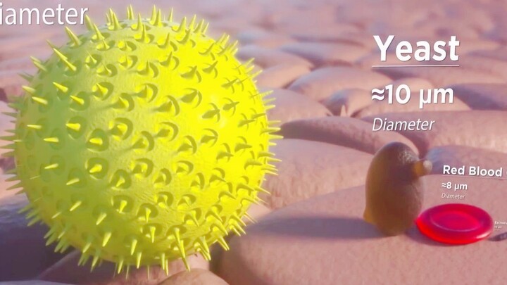 Magnify the human body by 10,000 times—guess what I saw?