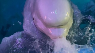 Pembenci kecil ini benar-benar tidak bisa dianggap enteng ya 😒