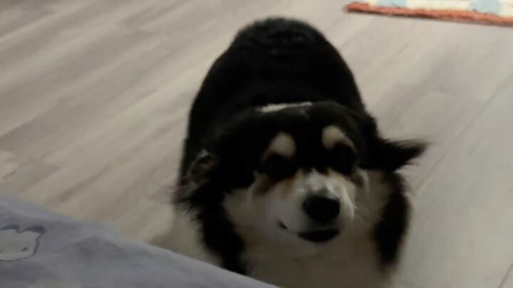 When the puppy sensed the earthquake at dawn