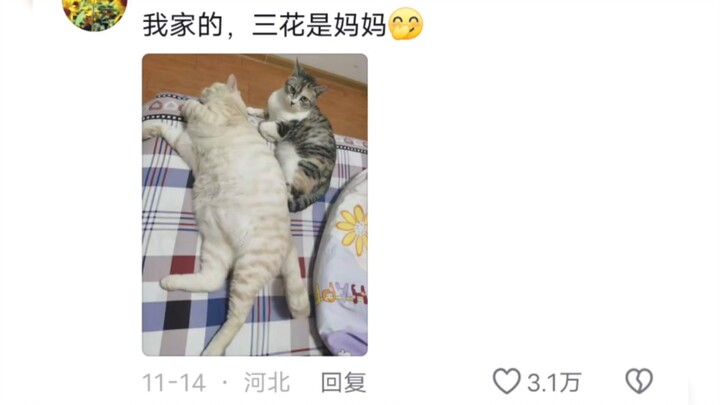 谁能想到小的才是妈妈，真是可爱的胖宝宝