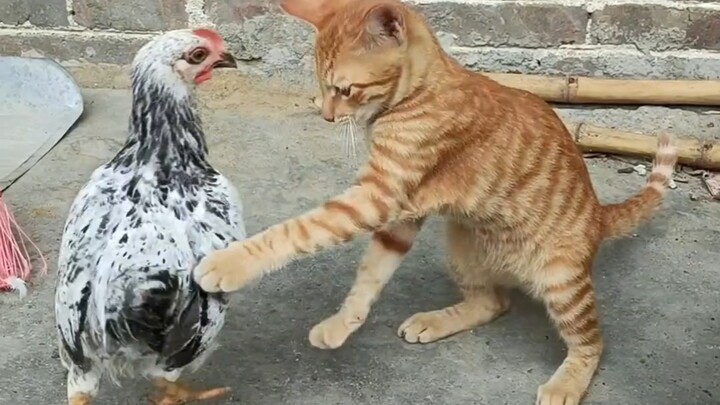 Mèo: Con lớn thì thôi, nhưng mấy con gà con cũng thích gây chuyện lắm!