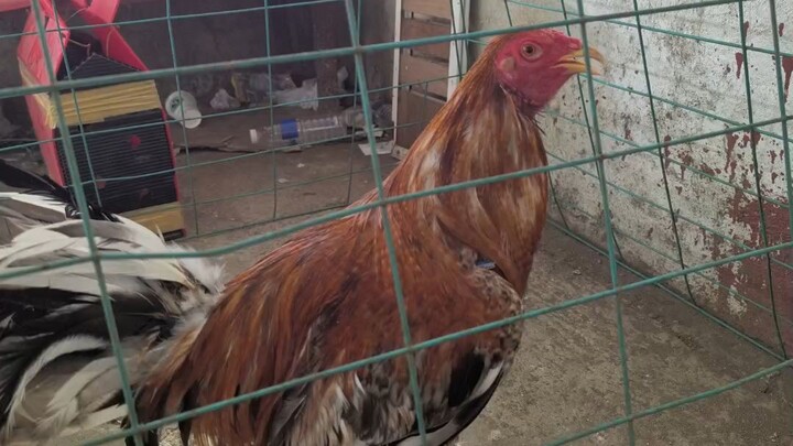 2x winner hatch dome