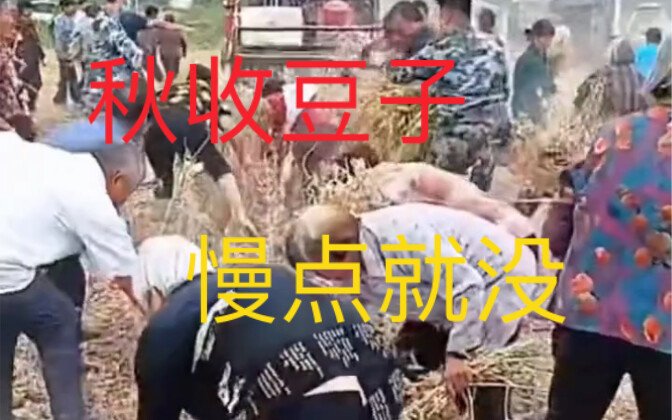 The autumn harvest has begun, and everyone seems really busy.