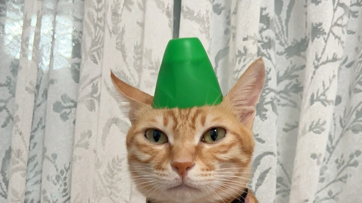 What kind of cat is this? Is it a good cat, though?
