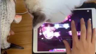 One-handed full connection while teasing the cat