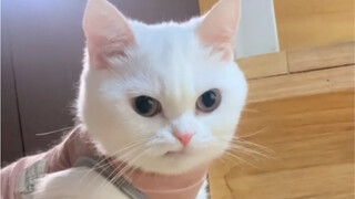 Kucing kecil ini sepertinya masih belum terima.