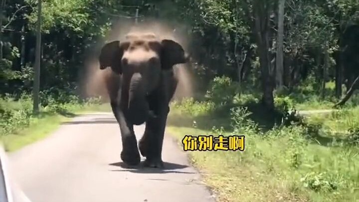 ช้างทักทายคนแต่ถูกปฏิเสธ แค่มองผ่านหน้าจอก็รู้สึกอึดอัดแทนแล้ว