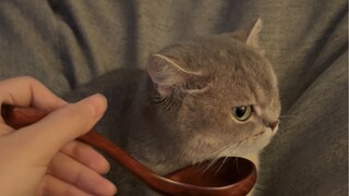 What to do if your kitten doesn't like to drink water