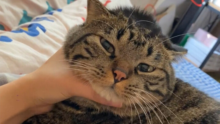 "Shameful Milk-Stealing Caught Red-Handed"