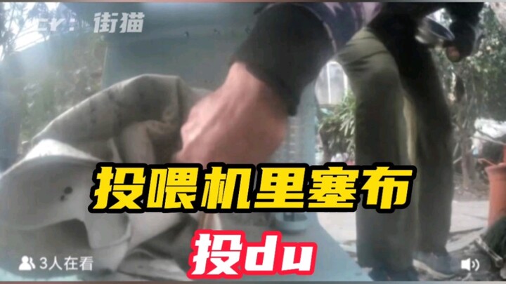An elderly resident stuffed the alley cat’s shelter with cloth, blocking stray cats from nearby from