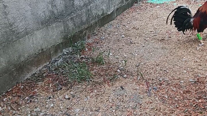 SuperSweater vs SweaterGilmore