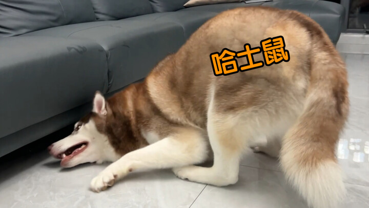 It’s killing me—I mean, I’m dying of laughter! Is it really that hard for a Husky to dismantle a sof