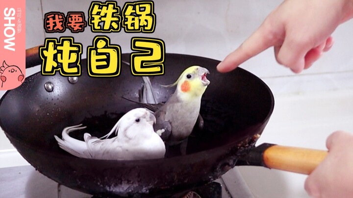 Hari yang menyedihkan sekaligus penuh kerendahan hati bagi para pemilik burung — vlog [Marco Polo Sh