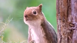 Care for Squirrels, Stay Away from Audi: Creative Squirrel Corner Border