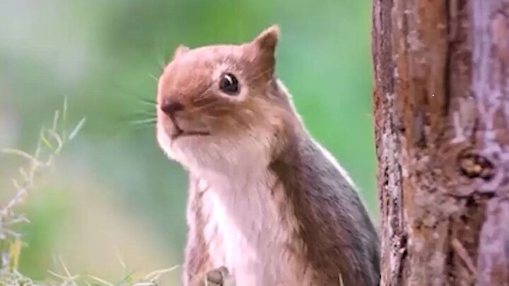 ใส่ใจดูแลกระรอก ห่างไกลจากออเดอร์ ขอบภาพสร้างสรรค์สำหรับกระรอกน้อย