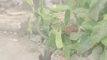 4months old palang lumalagitik na ang palo