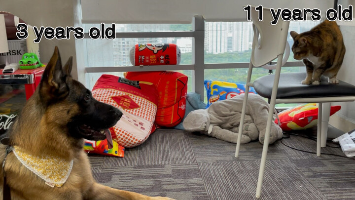 Pet | When German Shepherd Dog Saw a Kitty