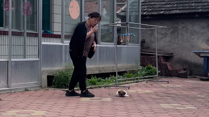 Tentang serangan mendadak ibu saya di tempat perbaikan anjing...😂