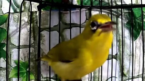 pleci gacor