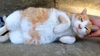 A fat cat lay in the ditch with its belly facing the sky