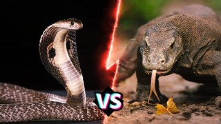 HỔ MANG CHÚA VS RỒNG KOMODO | Con Nào Mạnh Hơn Và Giành Chiến Thắng - HKP