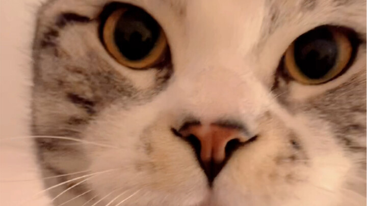 Ah~ This kind of little cat called “Dongfeng” really exists.