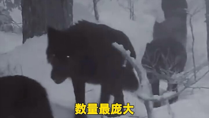 صورة واحدة تكشف الحكمة المطلقة لقطيع الذئاب: نبذة تعريفية عن “الذئب” و”الحياة البرية”