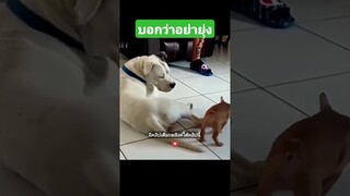 บอกว่าอย่ายุ่ง