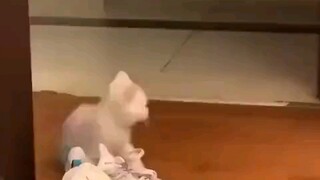 Trò đùa tinh nghịch của mèo con sữa