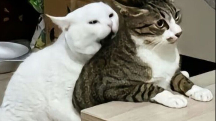 “Chỉ thích những chú mèo mắc bệnh tâm thần kiểu này, hahaha”~