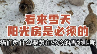 It snowed on the cat meadow and I observed a strange phenomenon