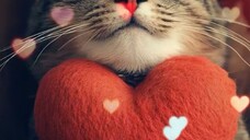 Meo Meo Huyền Mèo