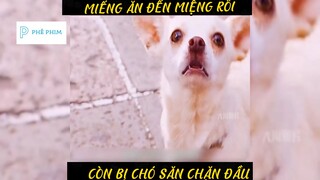 "CHÚ CHÓ CHIHUAHUA"-Phần 2