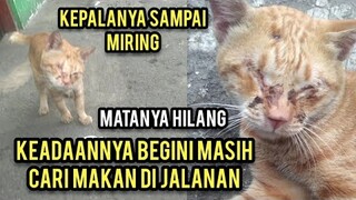 Astagfirullah Kucing Jalanan Ini Matanya Hilang Dan Sangat Menderita Di Jalanan Ini Penyebabnya..!