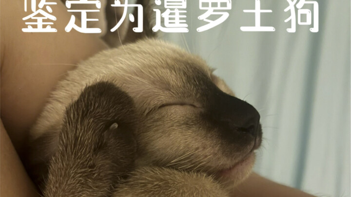 ทำไมสยามถึงถูกเรียกว่า “หมาในคราบแมว”