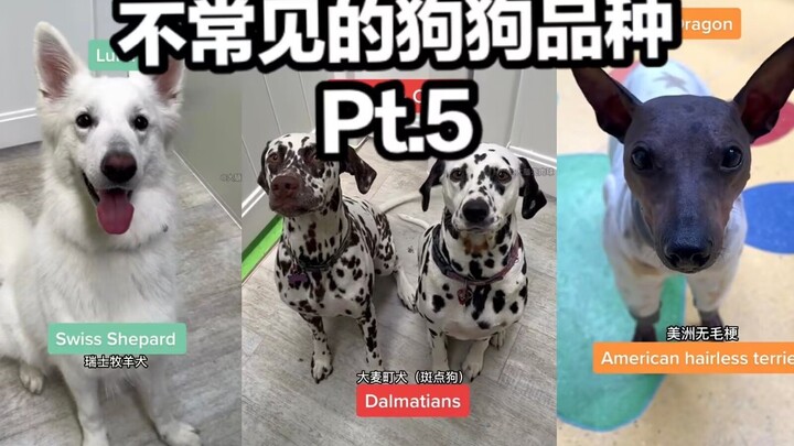 Uncommon Dog Breeds at the Dog Daycare | Pt. 5