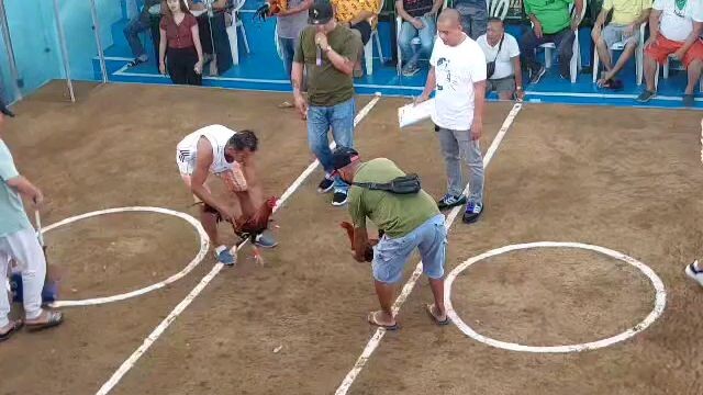 2cock ulutan first fight win...