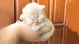 Kucing Lucu Meong Meong : Kumpulan Kucing Lucu Bikin Ngakak Sakit Perut | Kucing Paling Imutt