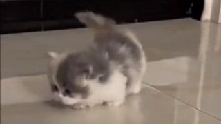 Chân ngắn, ngọ nguậy nhanh quá!