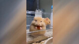 [Hewan] Cuplikan-cuplikan lucu hamster