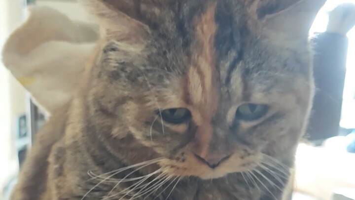 Little Paws with Nowhere to Rest