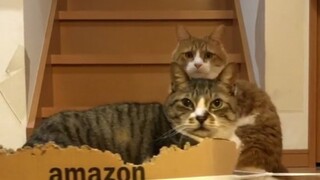 Cat: What just went by?