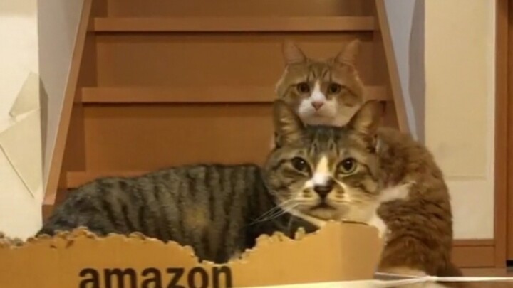 Mèo: Vừa nãy có cái gì đi qua vậy?