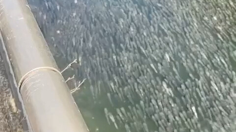 ตันจงอวี่มีประมาณร้อย, พัน, หมื่นตัวไหม?