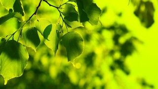 บีเจ มินาจ 3