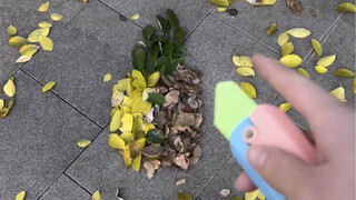 快来看树叶成精了