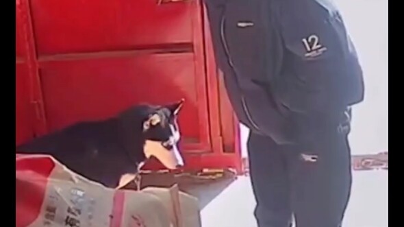 Chó: Nhớ chết mất thôi!